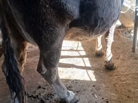 Vaca, Raça Alatau — foto 2