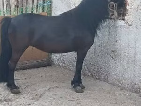 雌馬, 馬
