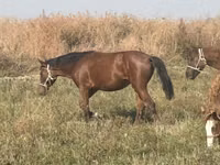 Kobyła, Horse breed — zdjęcie 4