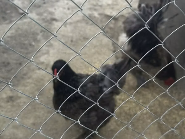 Chickens