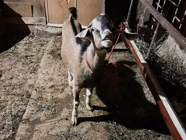 Kozel, Nubian Goat