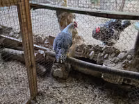 Chickens — zdjęcie 2