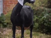 Ziege, Nubian Goat — Foto 6