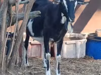 Keçi, Toggenburg goat — foto 3
