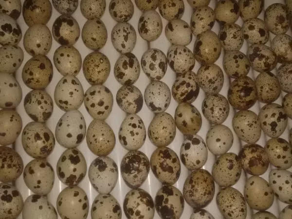Quails