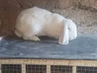 ஆண் ஆடு, ஆடுகள் — புகைப்படம் 2