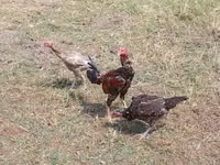 Chickens — الصورة 1