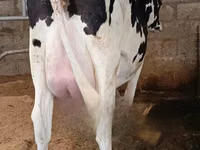 Cow, Holstein breed — photo 1