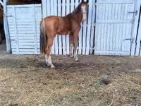 Toychoq, Dutch warmblood horse — 4-rasm