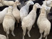 Oveja, Ovejas — foto 1