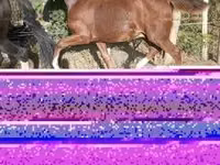 குதிரை, Dutch warmblood horse — புகைப்படம் 2