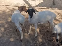 公羊, Sheep — 照片 5