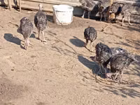 Turkeys — zdjęcie 2