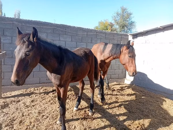Jument, Chevaux