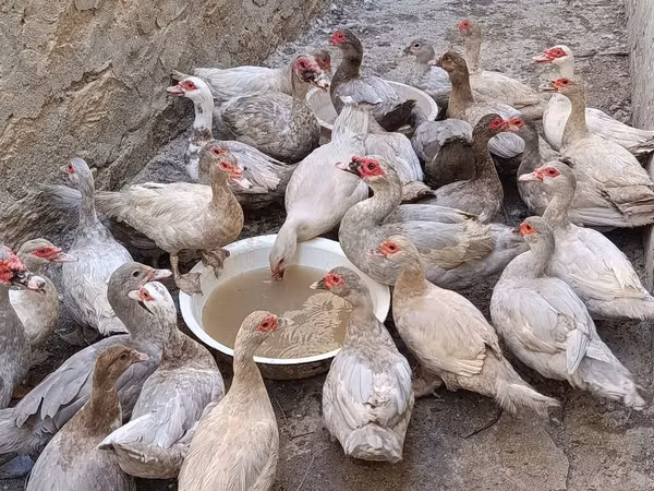 Guinea fowl — Azerbaïdjan
