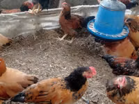 Chickens — الصورة 4