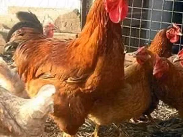 Chickens — Arménie
