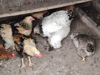 Brahma — Foto 1