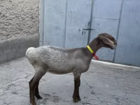 雌羊, Arashan sheep — 写真 4