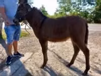 Mare, Horses — photo 2