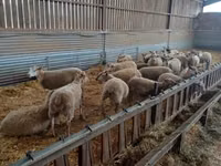 பெண் ஆடு, Rouge de l’Ouest sheep — புகைப்படம் 1