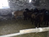 ஆண் ஆடு, Edilbay sheep — புகைப்படம் 1