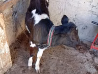 İnek, Sığır — foto 2