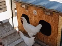Chickens — photo 2