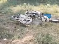 Ducks — foto 4