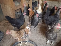 Chickens — புகைப்படம் 1