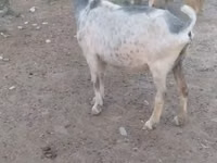 Kozy (partia, płeć nieokreślona), Kozy — zdjęcie 5