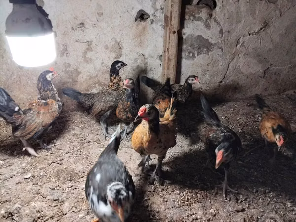 Chickens