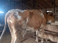 Vache, Simmental cattle — photo 1
