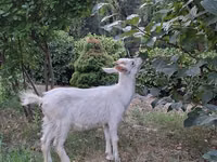 تيس, الماعز — الصورة 2