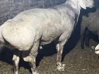 Қошқар, Afghan Arabi sheep — 4-сурет