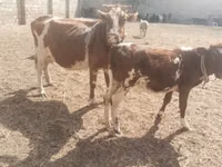 ძროხა, Simmental cattle — ფოტო 1