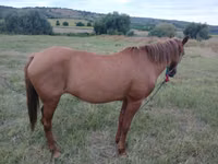Yegua, Caballos — foto 3