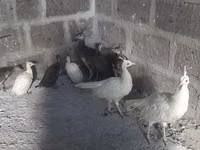 Biała — zdjęcie 1