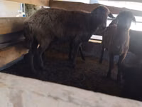 பெண் ஆடு, Arabi sheep — புகைப்படம் 2