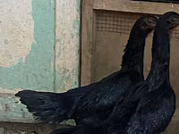 Ayam Cemani — photo 4