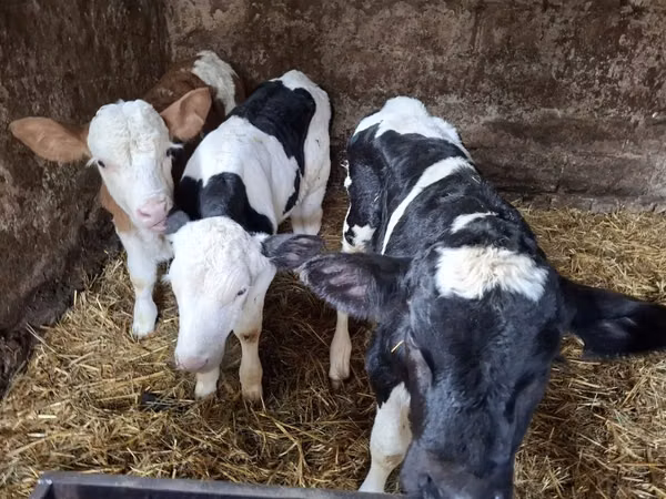 Býk, Russian Black pied cattle