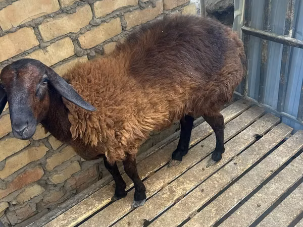 Ram, Sheep