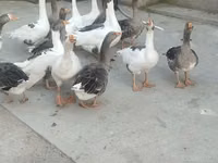 Geese — Foto 2