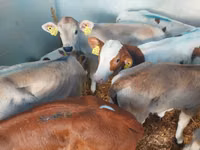 Boğa, Simmental cattle — foto 2