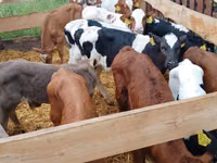 Skot (série, pohlaví neuvedeno), Russian Black pied cattle — foto 1