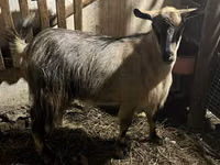 Ziege, Alpine goat — Foto 2