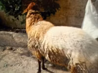 Carnero, Ovejas — foto 2