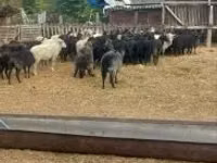 Ovce, Racka sheep — foto 1