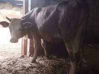 Vaca, Simmental cattle — foto 1