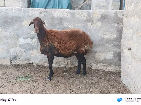 Beran, Ovce